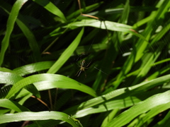Leucauge celebesiana