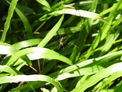Leucauge celebesiana