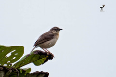 Prinia sylvatica