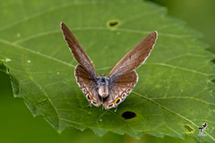 Euchrysops cnejus cnejus