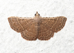 Corgatha dictaria