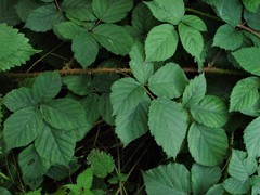 Rubus intensior