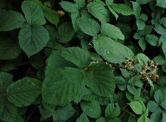Rubus intensior