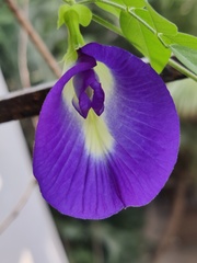 Clitoria ternatea