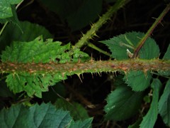 Rubus intensior