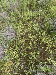 Triptilodiscus pygmaeus