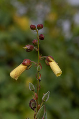 Angiospermae