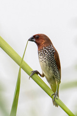 Lonchura punctulata