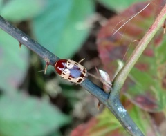 Cryptocephalus mutabilis