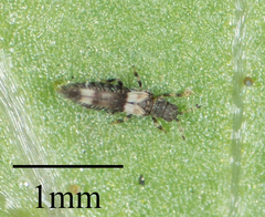Caliothrips