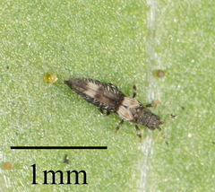 Caliothrips