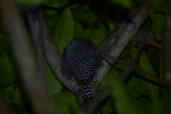 Melanerpes chrysogenys