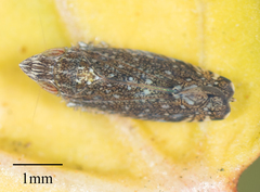 Scaphytopius loricatus