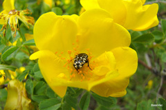 Oxythyrea