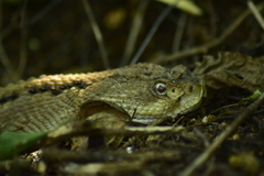 Crotalus culminatus