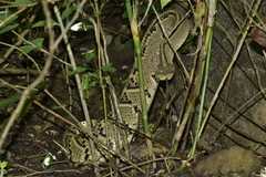 Crotalus culminatus