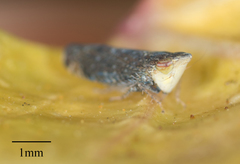 Scaphytopius loricatus