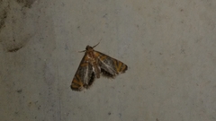 Nymphicula