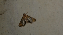 Nymphicula