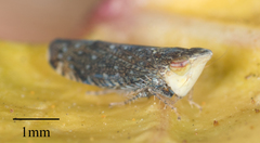 Scaphytopius loricatus