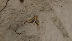 Nymphicula