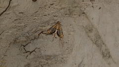 Nymphicula