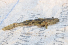 Glossogobius giuris