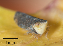 Scaphytopius loricatus