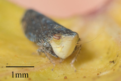 Scaphytopius loricatus