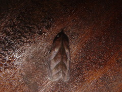 Hemicephalis