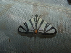Conchylodes nolckenialis