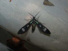 Leucotmemis nexa