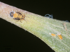 Boreioglycaspis melaleucae