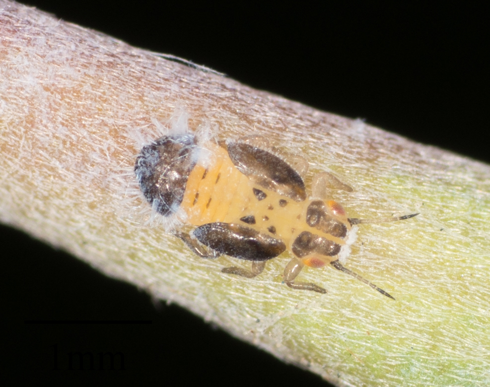 Psyllid