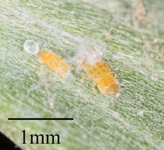 Boreioglycaspis melaleucae