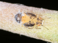 Boreioglycaspis melaleucae