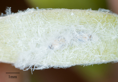 Boreioglycaspis melaleucae