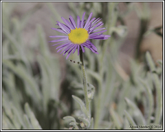Erigeron clokeyi