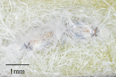 Boreioglycaspis melaleucae