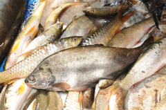 Notopterus notopterus