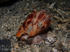 Cymbiola vespertilio