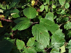 Rubus incurvatiformis