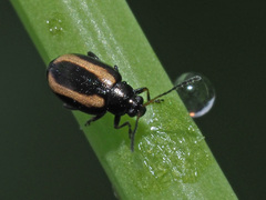 Phyllotreta undulata