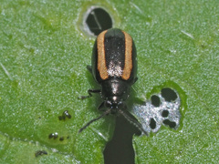 Phyllotreta undulata