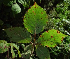 Rubus incurvatiformis