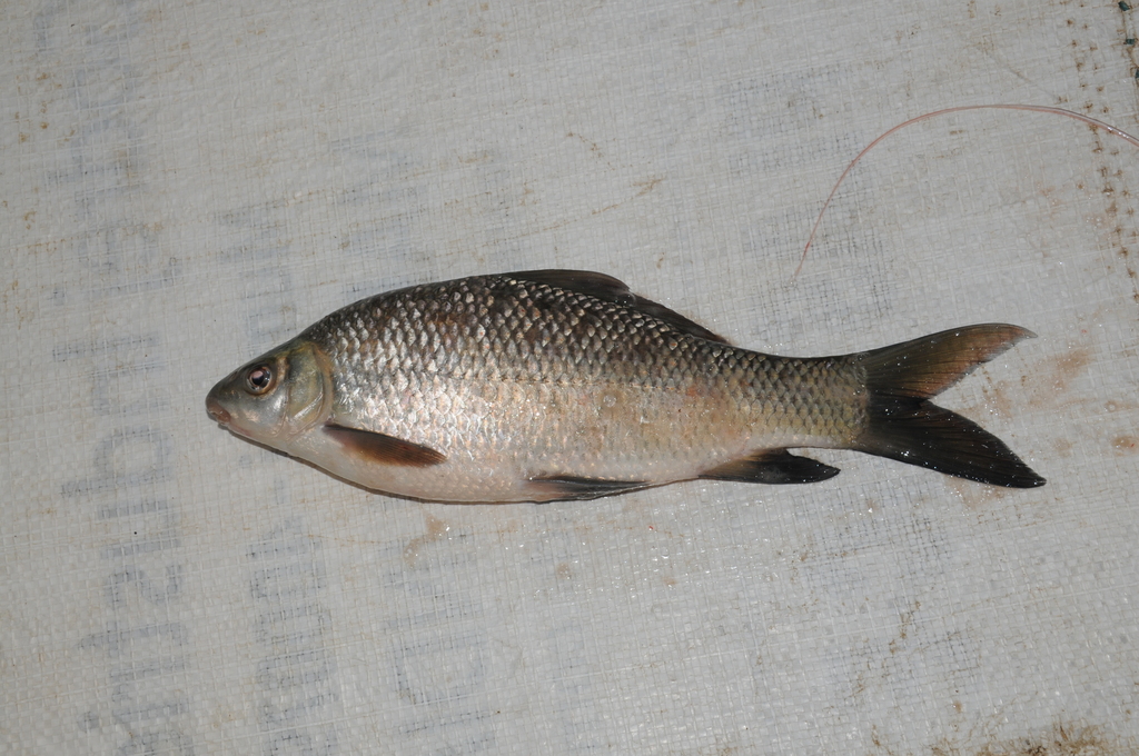 Labeo fimbriatus