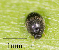 Stethorus punctum