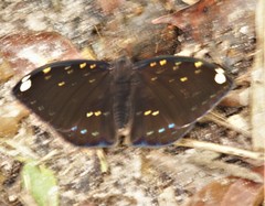 Papilionoidea
