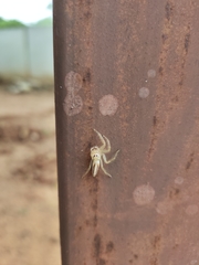 Salticinae