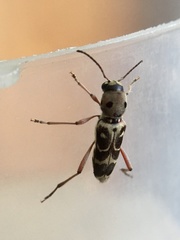 Xylotrechus subscutellatus